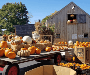 Appleland Orchard Appleland Orchard