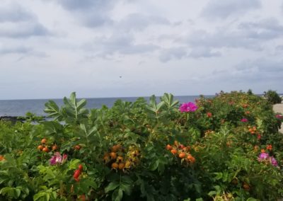 View of Roses All Over Block Island taken during the Come Away to the Quiet Coast Tour