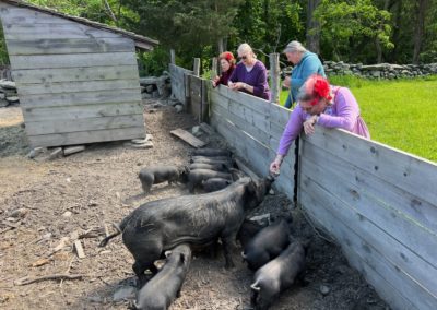 Group of tourists feeding the Black Slavonian Pig - an experience included in the Life by the Bay Tour.