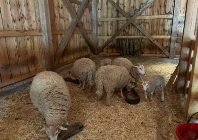 View of sheeps eating inside a Barn - included in the Life by the Bay Tour.
