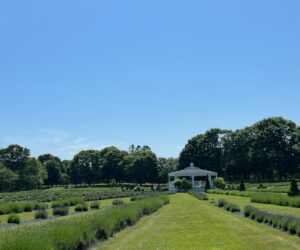 Lavender Waves Farm - Scenic Rhode Island Garden of Lavander inside Lavender Waves Farm - a destination included in the Scenic Rhode Island Tour.
