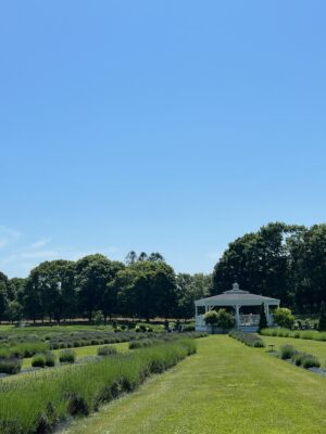 Lavender Waves Farm - Scenic Rhode Island Garden of Lavander inside Lavender Waves Farm - a destination included in the Scenic Rhode Island Tour.