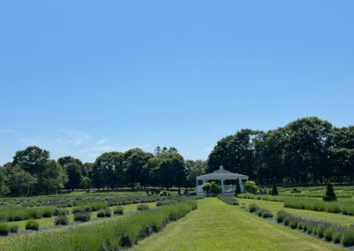 Garden of Lavander inside Lavender Waves Farm - a destination included in the Scenic Rhode Island Tour.