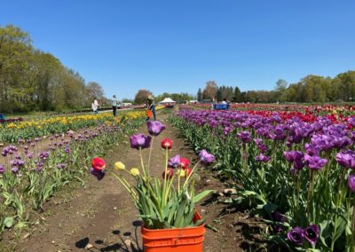 Fields of colorful tulip flowers at the Wicked Tulips Farm - a destination incldued in the New England Tour.