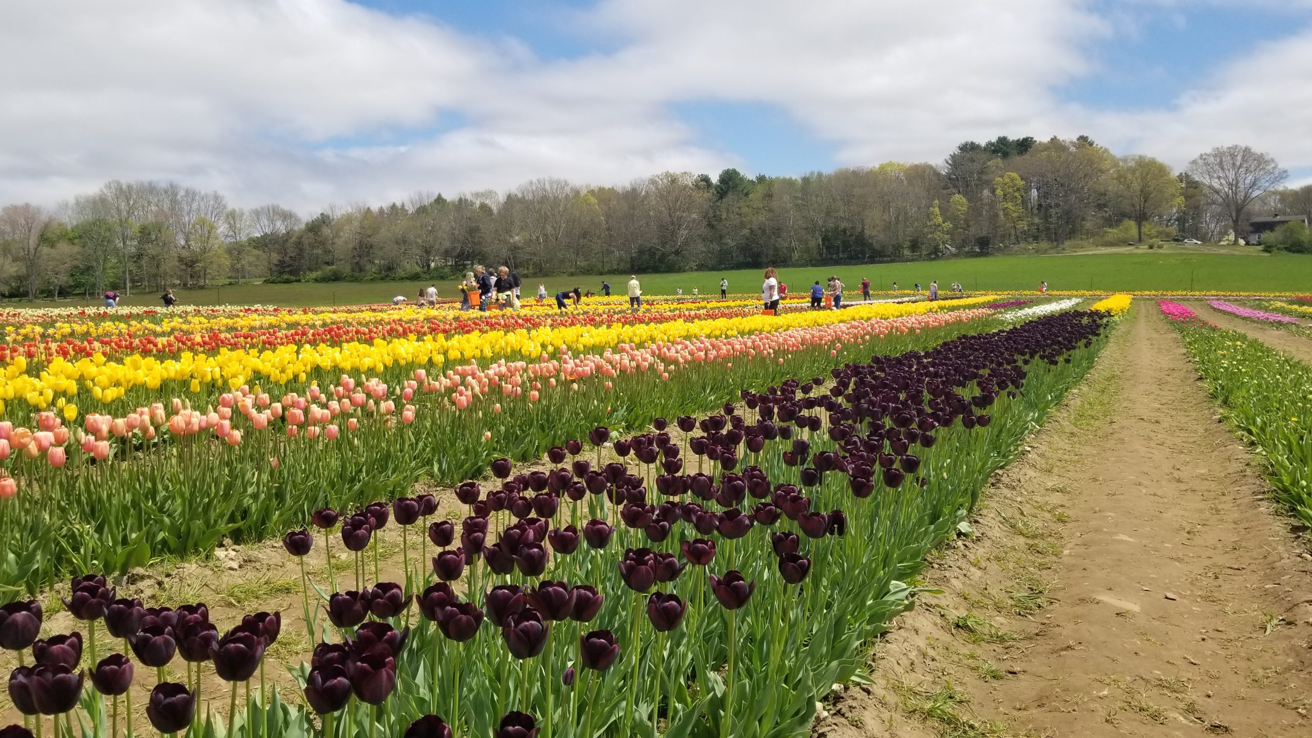 Group of tourists admiring the Wicked Tulips Farm - a destination included in the Springtime in Rhode Island Tour.