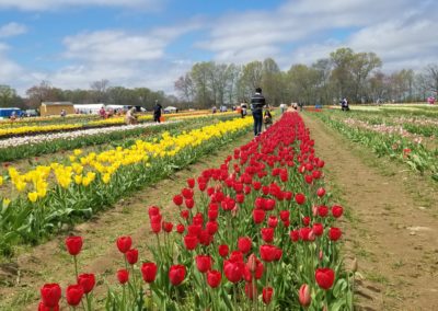View of tourists picking colorful tulips at the Wicked Tulips Flower Farm - included in the Springtime in New England Tour.