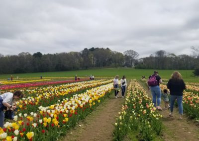 Tourists picking Tulips at the Wicked Tulips Flower Farm - an experience included in the Springtime in New England Tour.
