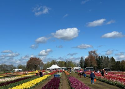 Garden of colorful Tulips at the Wicked Tulips Flower Farm - a destination included in the Springtime in Rhode Island Tour.