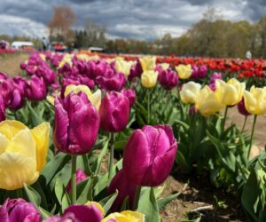 Yellow & Purple Tulips Blooming - Springtime in Rhode Island View of Yellow & Purple Tulips at the Wicked Tulips Flower Farm - included in the Springtime in Rhode Island Tour.