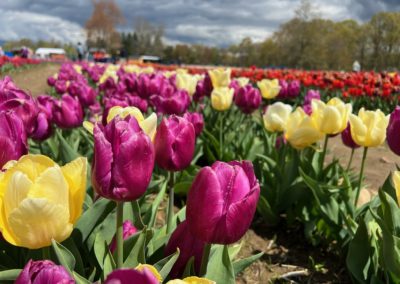 View of Yellow & Purple Tulips at the Wicked Tulips Flower Farm - included in the Springtime in Rhode Island Tour.