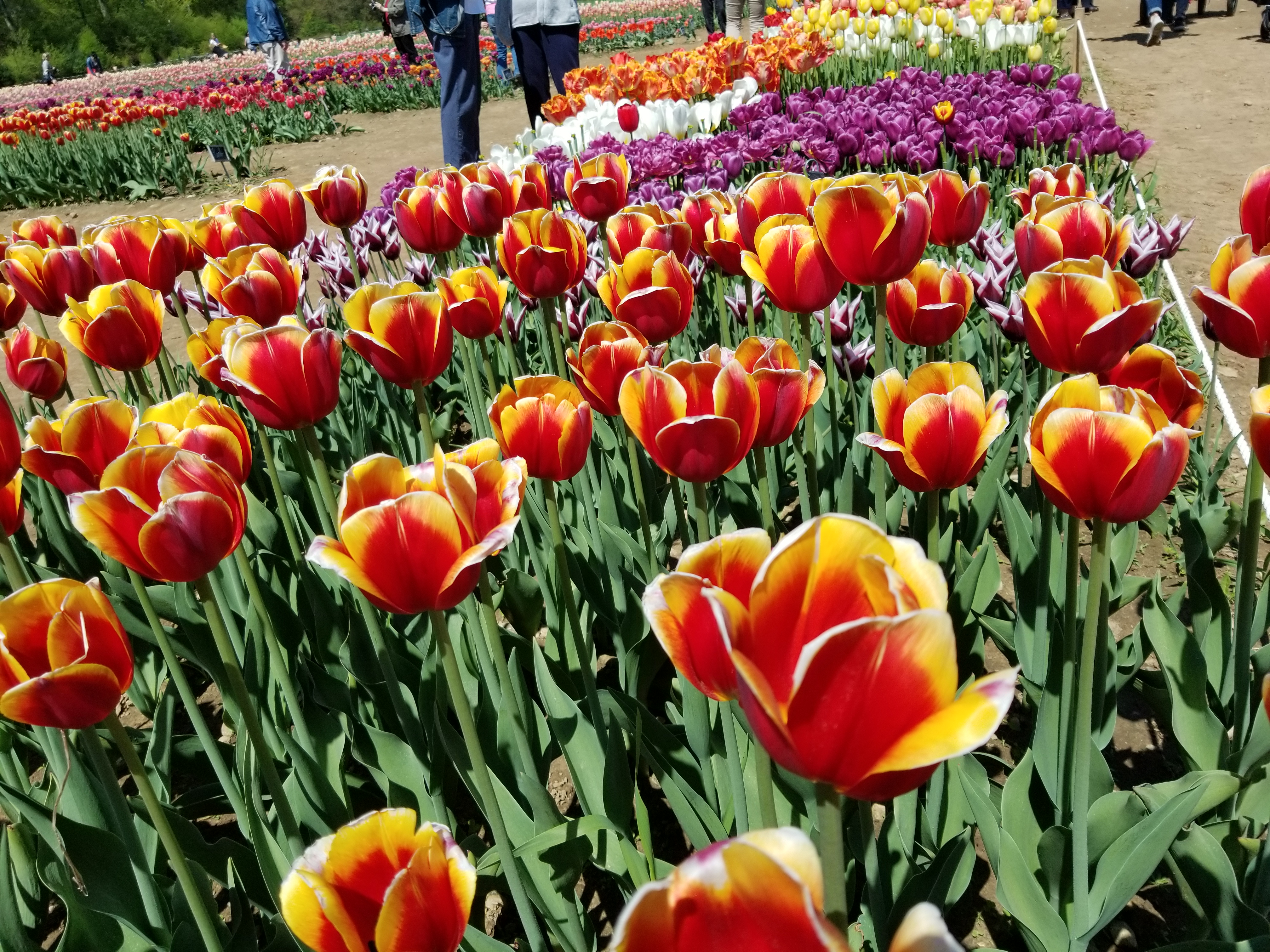 Colorful tulips blooming in the garden - an experience included in the Springtime in New England Tour.