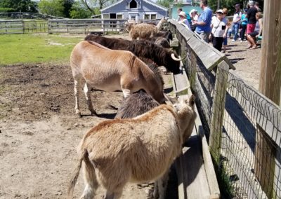 Tourists feeding the Donkeys at 1661 Farm and Gardens - an experience included in the Beautiful Block Island Tour.