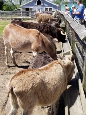 Donkeys at 1661 Farm and Gardens - Beautiful Block Island Tourists feeding the Donkeys at 1661 Farm and Gardens - an experience included in the Beautiful Block Island Tour.