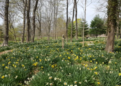 Colorful Daffodils blooming in the garden at Blithewold, Bristol, Rhode Island.