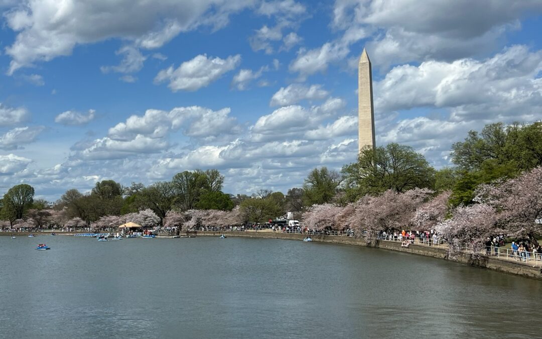 National Cherry Blossom Festival in Washington DC